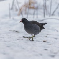 камышница :: юрий макаров