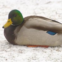 устала :: Владимир Зырянов