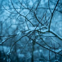 Снег на ветках :: Илья Шенгелия