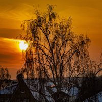 Берёза. :: Петр Беляков Берёза. :: Петр Беляков