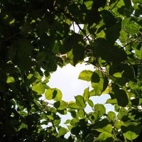 под сенью яблонь :: Елена Шаламова