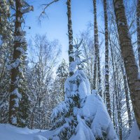 Елочка в зимнем убранстве :: Сергей Цветков