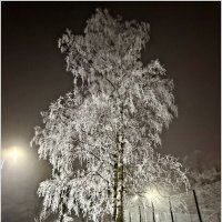 Изморозь. :: Валерия Комова