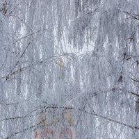 В морозных кружевах ... :: Ravile 