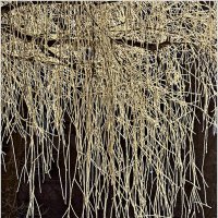 Ветви ивы. Изморозь. :: Валерия Комова