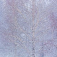 В морозных кружевах ... :: Ravile 