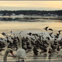 *** :: Aleksandr Gal *** :: Aleksandr Gal