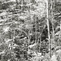 Фотография :: Денис Безногов