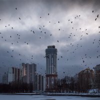 Птицы :: Игорь Шевченко