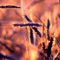 ХЛЕБ :: Юрий Иванов