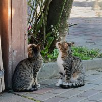 может нам тоже что-нибудь дадут... :: navalon M