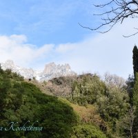 Природа Крыма :: Amazing Cosmea