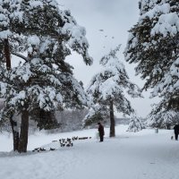 Зимняя природа с утками :: Александр Синдерёв Зимняя природа с утками :: Александр Синдерёв