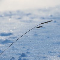 В парке. Мороз. :: Андрей Андрианов