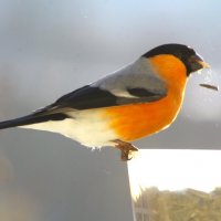 Снегирь... :: Юрий Куликов