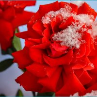 С Днём Ангела, Татьяны! :: Татьяна Машошина