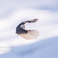 5 :: Сергей Флетчер