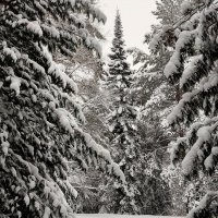 Снежная сказка!!! :: Радмир Арсеньев