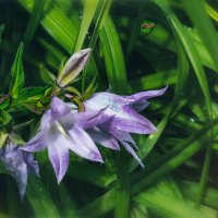 Маленький Мух :: AZ east3