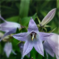 Маленький Мух :: AZ east3 Маленький Мух :: AZ east3