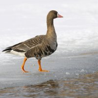 Белолобый гусь :: Валерий Черняк