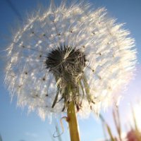 Одуван)) :: Prizrak 777