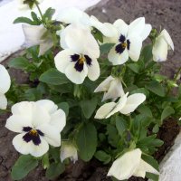 Анютины глазки. :: Ирина ***