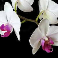 Орхидея. :: Ирина 