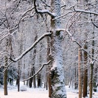 В зимнем парке... :: Sergey Gordoff