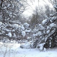 Под тяжестью снега :: Мария - Maria