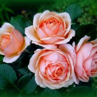 Розачка :: Елена Сухорученкова