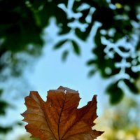 Мгновение, которое не падает :: Ольга Косачова