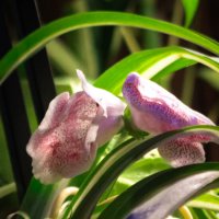 Глоксиния :: Михаил К