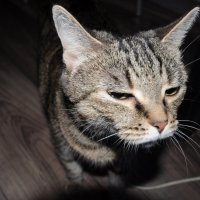 коша :: Александр 