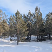 Свежий снег :: Андрей Хлопонин