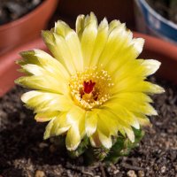 Цветение солнечного кактуса :: Николай Зиновьев