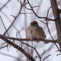 *** :: Виктор Иванович Чернюк