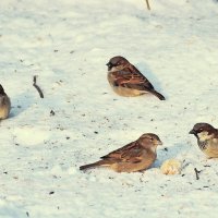 В ожидании семечек. :: Татьяна Помогалова