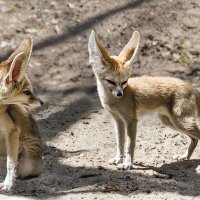 Фенек :: SanSan 