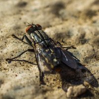 Муха обыкновенная :: Андрей C