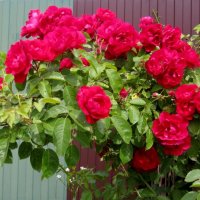 летний куст у забора... :: Галина Флора