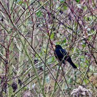 Дрозд :: Jakob Dick