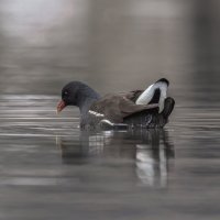 камышница :: юрий макаров камышница :: юрий макаров