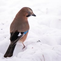 Сойка. :: Владимир Безбородов