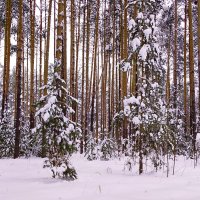 Зимний лес :: Наталья *** Зимний лес :: Наталья ***