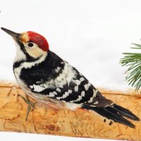 Белоспинный дятел :: Ольга Митрофанова