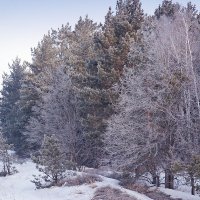 Зимний лес :: MILAV V