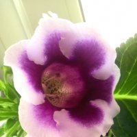 Глоксинии :: Елена Семигина Глоксинии :: Елена Семигина