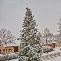 Кипарис :: Jakob Dick