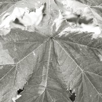 Фотография :: Денис Безногов